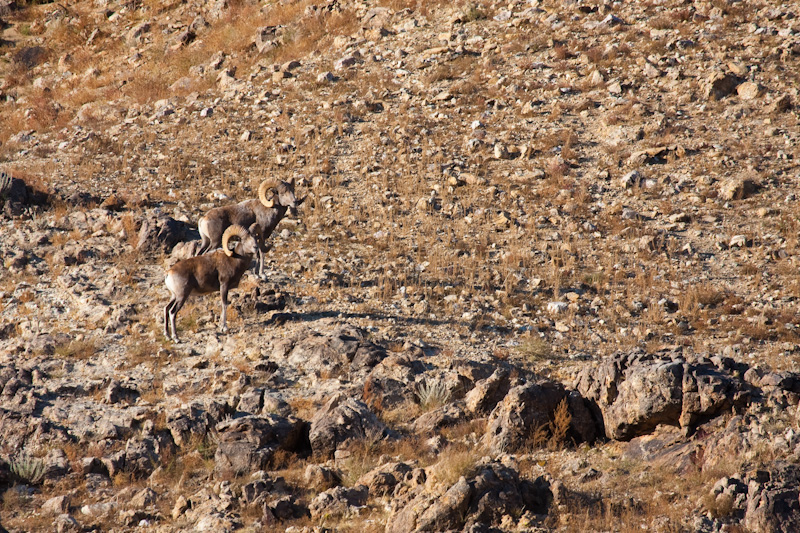 Argali